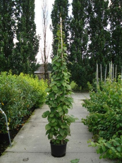  Sierkiwi (Actinidia Kolomikta)