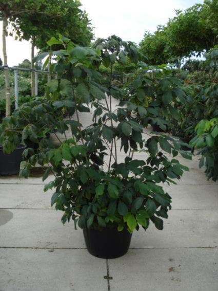  Herfstpaardenkastanje (Aesculus Parviflora)
