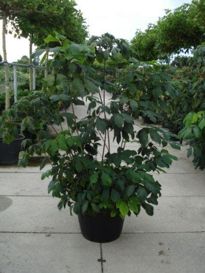  Herfstpaardenkastanje (Aesculus Parviflora)