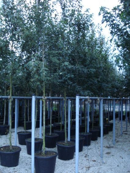  Krentenboom (Amelanchier Arborea 'Robin Hill')