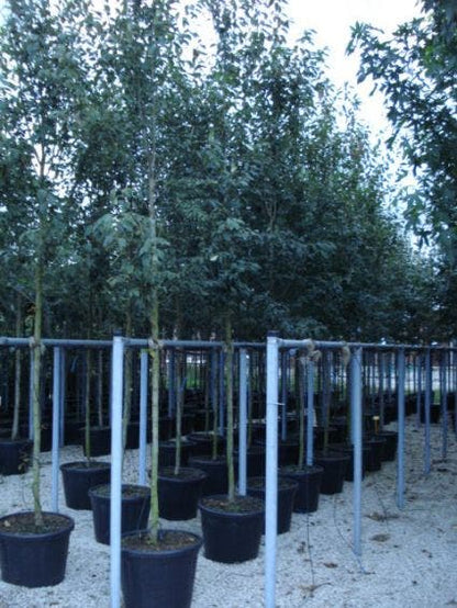  Krentenboom (Amelanchier Arborea 'Robin Hill')