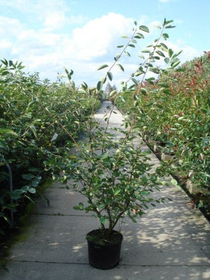  Krentenboom Als Struik (Amelanchier Lamarckii)