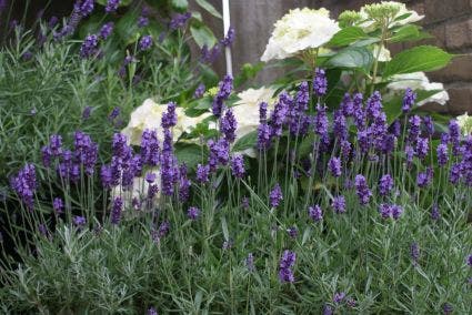  Lavendel (Lavandula Angustifolia 'Hidcote')