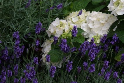  Lavendel (Lavandula Angustifolia 'Hidcote')