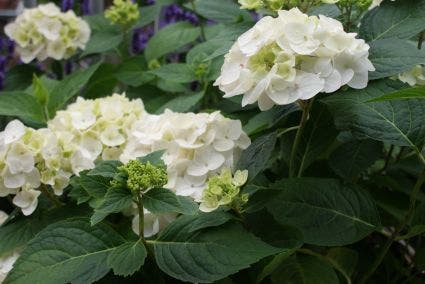  Hortensia (Hydrangea 'Endless Summer The Bride')
