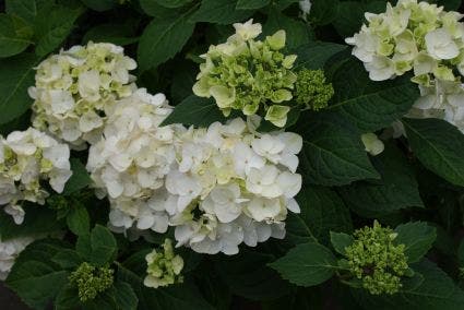  Hortensia (Hydrangea 'Endless Summer The Bride')