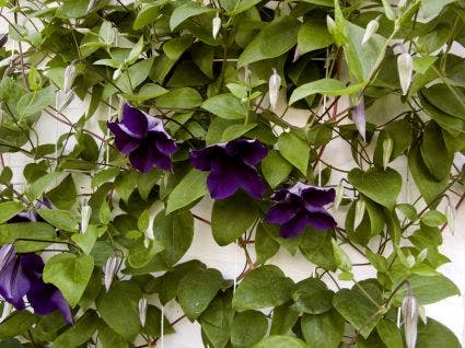  Bosrank (Clematis 'Jackmanii')