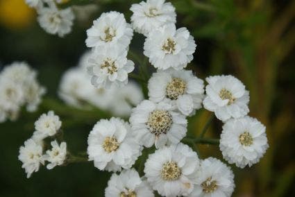  Duizendblad (Achillea Ptarmica 'The Pearl')