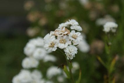  Duizendblad (Achillea Ptarmica 'The Pearl')
