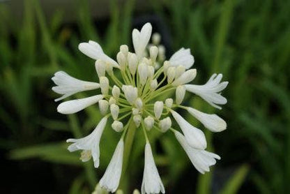  Afrikaanse Lelie (Agapanthus Africanus 'Albus')