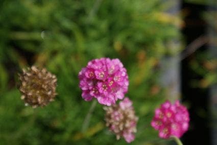  Engels Gras (Armeria Maritima 'Splendens')
