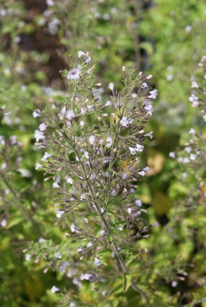  Steentijm (Calamintha Nepeta 'Blue Cloud')