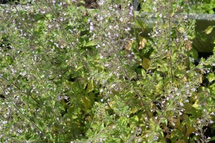  Steentijm (Calamintha Nepeta 'Blue Cloud')
