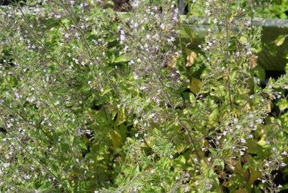  Steentijm (Calamintha Nepeta 'Blue Cloud')
