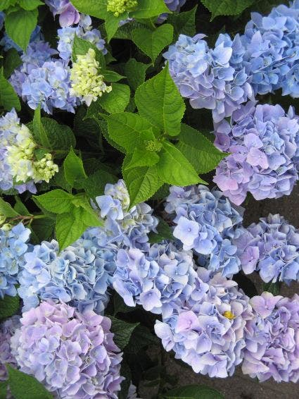  Hortensia (Hydrangea Macrophylla 'Nikko Blue')