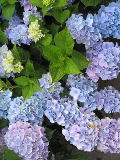  Hortensia (Hydrangea Macrophylla 'Nikko Blue')