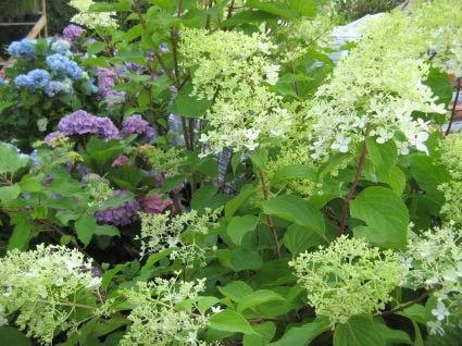  Pluimhortensia (Hydrangea Paniculata 'Limelight'®)