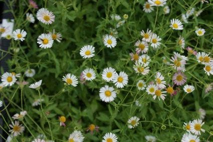  Fijnstraal (Erigeron Karvinskianus) BIO