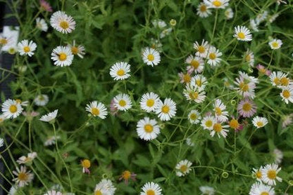  Fijnstraal (Erigeron Karvinskianus) BIO