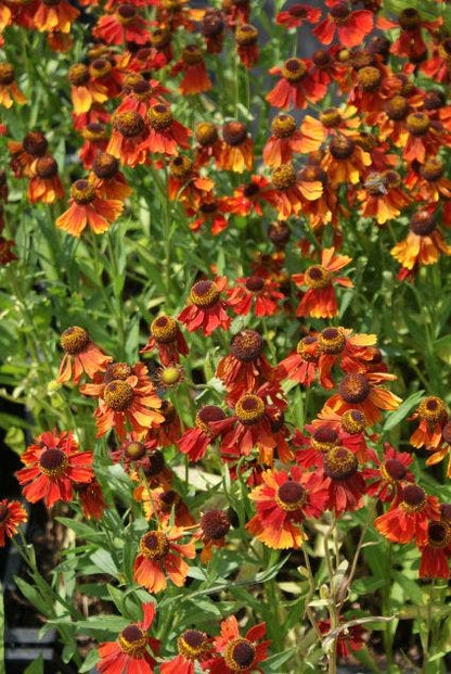  Zonnekruid (Helenium 'Moerheim Beauty')