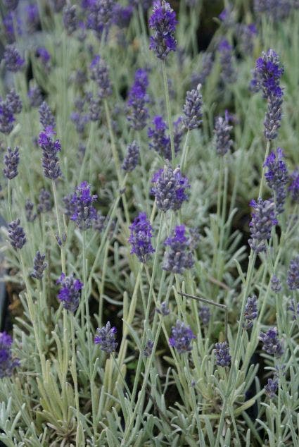  Lavendel (Lavandula 'Richard Gray')