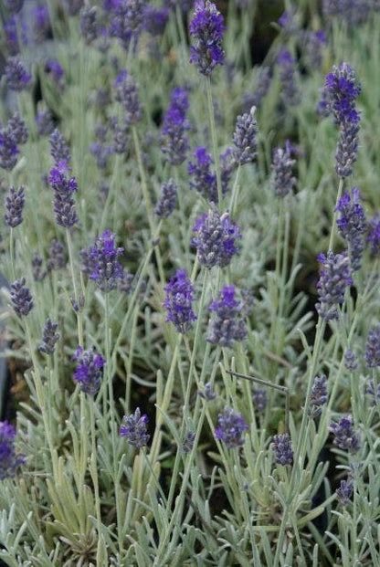  Lavendel (Lavandula 'Richard Gray')