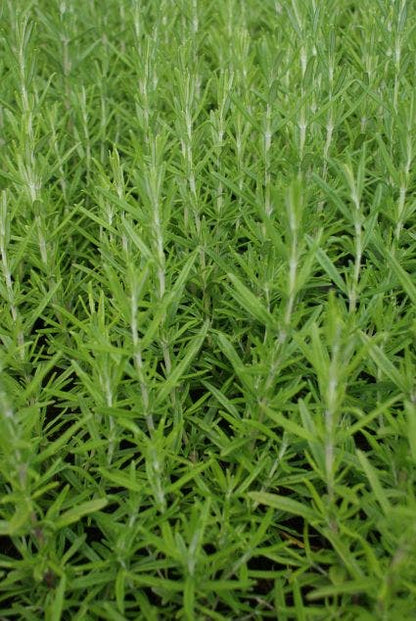  Rozemarijn (Rosmarinus Officinalis)