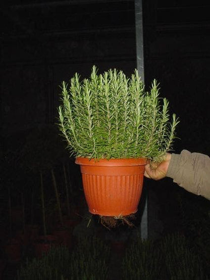  Rozemarijn (Rosmarinus Officinalis)