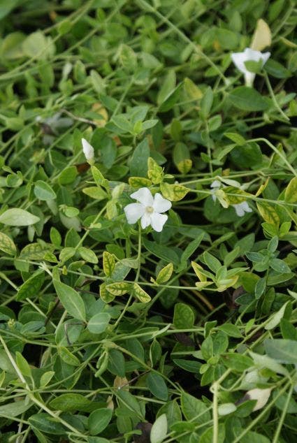  Kleine Maagdenpalm (Vinca Minor 'Gertrude Jekyll')