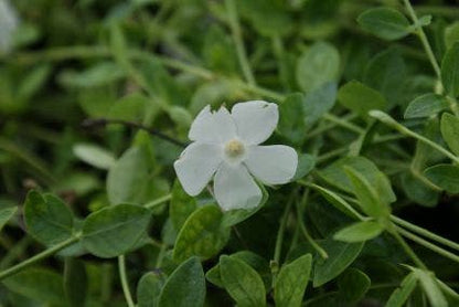  Kleine Maagdenpalm (Vinca Minor 'Gertrude Jekyll')