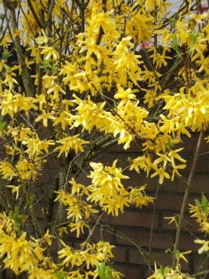  Chinees Klokje (Forsythia Intermedia 'Spectabilis')