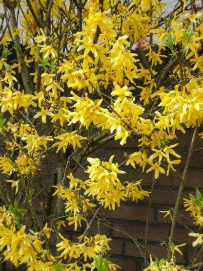  Chinees Klokje (Forsythia Intermedia 'Spectabilis')