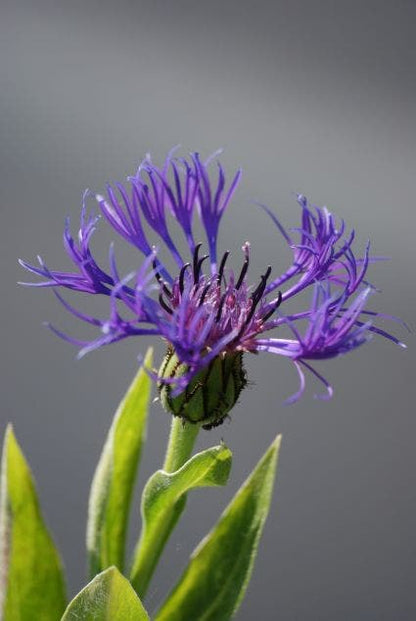  Korenbloem (Centaurea Montana 'Grandiflora')
