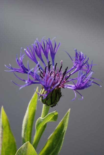  Korenbloem (Centaurea Montana 'Grandiflora')