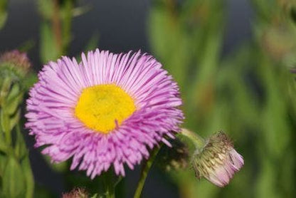  Fijnstraal (Erigeron 'Rosa Juwel')