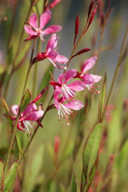  Lindheimer's Kaars (Gaura Lindheimeri 'Siskiyou Pink')