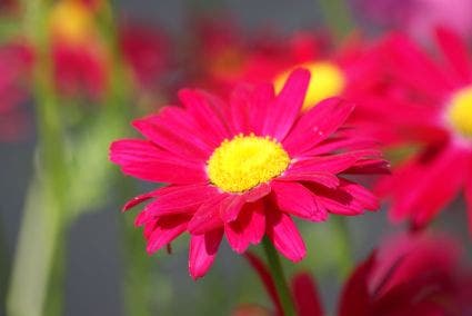  Wormkruid (Tanacetum Coccineum 'Robinson's Red')