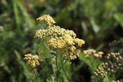  Duizendblad (Achillea Millefolium 'Terracotta')