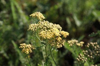  Duizendblad (Achillea Millefolium 'Terracotta')