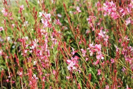  Lindheimer's Kaars (Gaura Lindheimeri 'Siskiyou Pink')