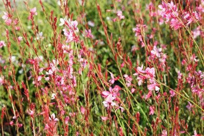  Lindheimer's Kaars (Gaura Lindheimeri 'Siskiyou Pink')