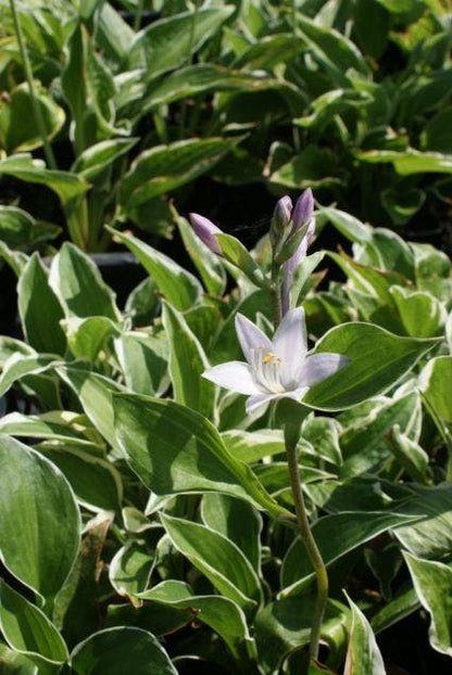  Funkia/Hartlelie (Hosta 'Francee')