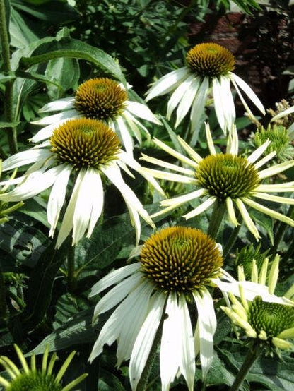  Zonnehoed (Echinacea Purpurea 'Alba') BIO