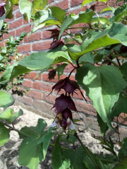 Fazantenbes (Leycesteria Formosa 'Purple Rain')