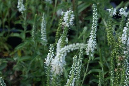  Virginische Ereprijs (Veronicastrum Virginicum 'Album')