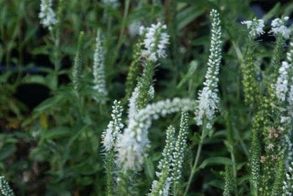  Virginische Ereprijs (Veronicastrum Virginicum 'Album')