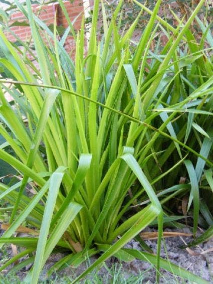  Grote Veldbies (Luzula Sylvatica)