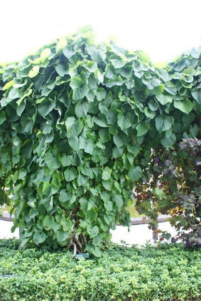  Duitse Pijp (Aristolochia Macropylla)