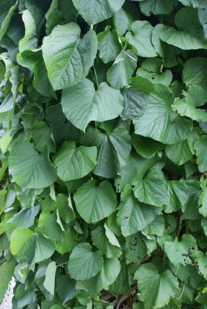  Duitse Pijp (Aristolochia Macropylla)