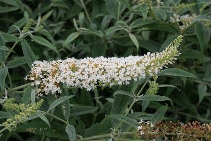  Vlinderstruik (Buddleja 'White Ball')
